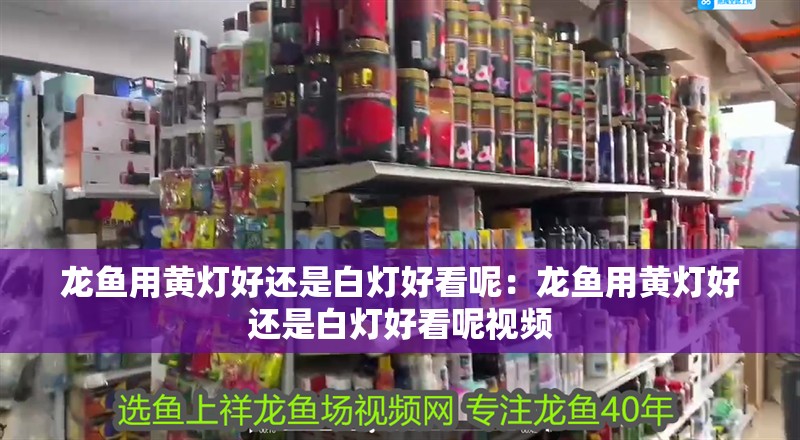 家養(yǎng)金龍魚能活多少年：家養(yǎng)金龍魚能活多少年壽命