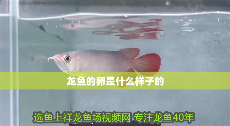 龍魚的卵是什么樣子的