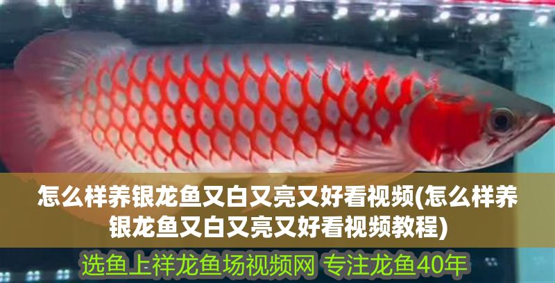 怎么樣養銀龍魚又白又亮又好看視頻(怎么樣養銀龍魚又白又亮又好看視頻教程)