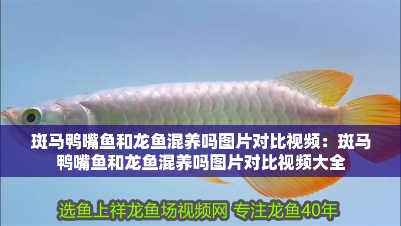 斑馬鴨嘴魚和龍魚混養(yǎng)嗎圖片對比視頻：斑馬鴨嘴魚和龍魚混養(yǎng)嗎圖片對比視頻大全