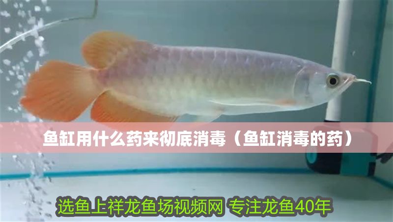 魚缸用什么藥來徹底消毒（魚缸消毒的藥）
