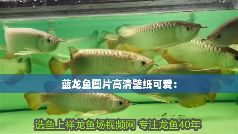 藍龍魚圖片高清壁紙可愛：