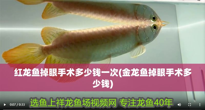 紅龍魚掉眼手術多少錢一次(金龍魚掉眼手術多少錢)