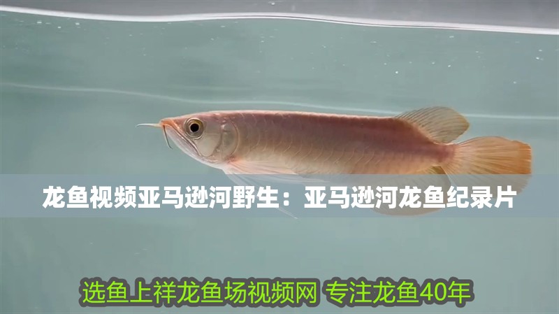 龍魚視頻亞馬遜河野生：亞馬遜河龍魚紀(jì)錄片