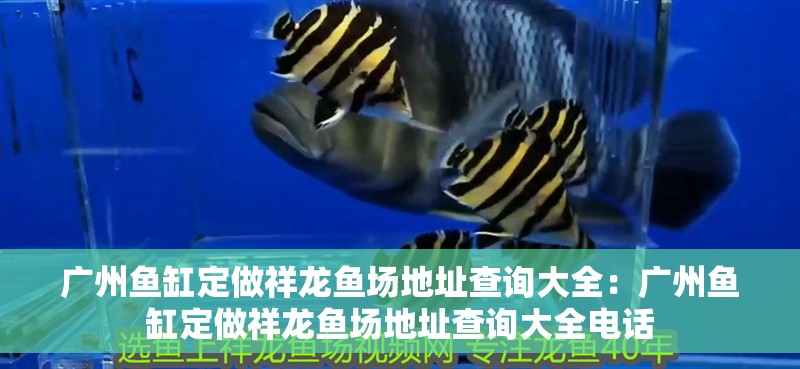 廣州魚缸定做祥龍魚場地址查詢大全：廣州魚缸定做祥龍魚場地址查詢大全電話 廣州魚缸定做祥龍魚場地址查詢大全：廣州魚缸定做祥龍魚場地址查詢大全電話 水族問答
