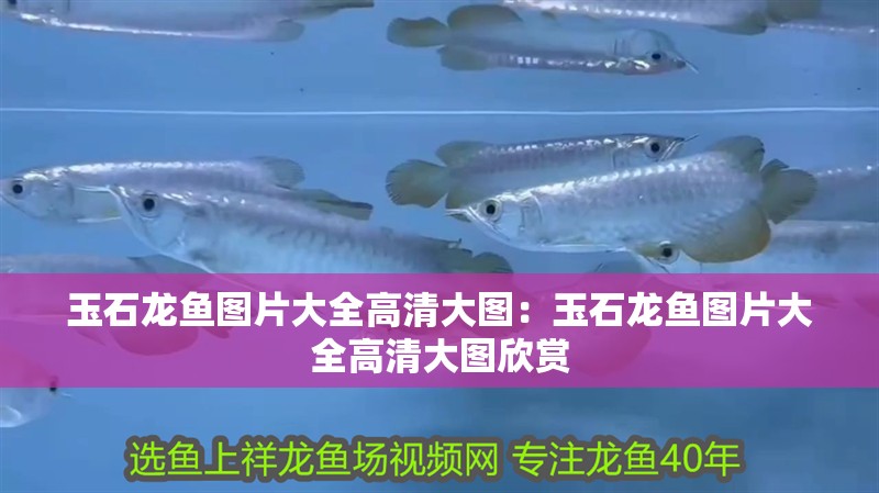 玉石龍魚圖片大全高清大圖：玉石龍魚圖片大全高清大圖欣賞