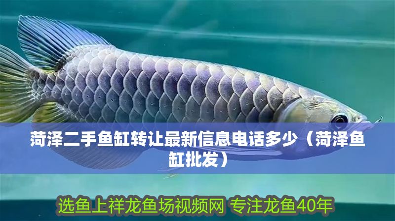 菏澤二手魚缸轉讓最新信息電話多少（菏澤魚缸批發）