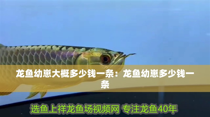 龍魚幼崽大概多少錢一條：龍魚幼崽多少錢一條