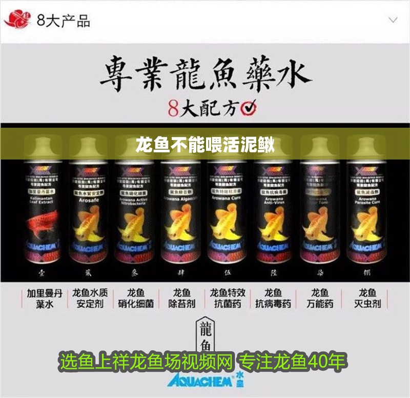 龍魚不能喂活泥鰍