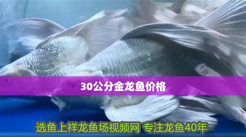 30公分金龍魚價格