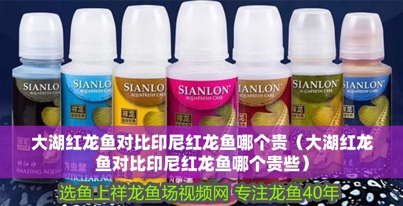 大湖紅龍魚(yú)對(duì)比印尼紅龍魚(yú)哪個(gè)貴（大湖紅龍魚(yú)對(duì)比印尼紅龍魚(yú)哪個(gè)貴些）