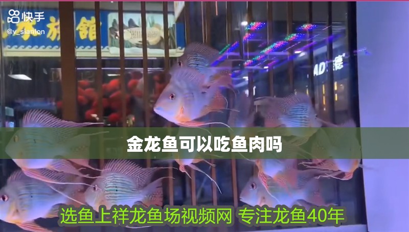 金龍魚可以吃魚肉嗎