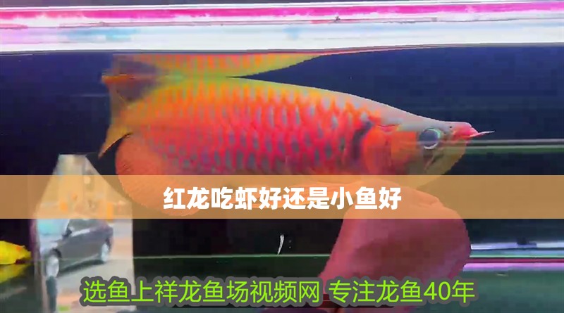 紅龍吃蝦好還是小魚好