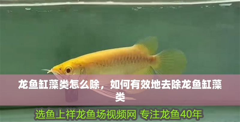 龍魚缸藻類怎么除，如何有效地去除龍魚缸藻類