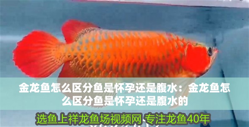 金龍魚怎么區(qū)分魚是懷孕還是腹水：金龍魚怎么區(qū)分魚是懷孕還是腹水的