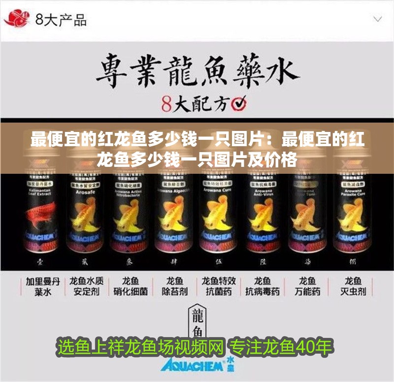 最便宜的紅龍魚多少錢一只圖片：最便宜的紅龍魚多少錢一只圖片及價(jià)格