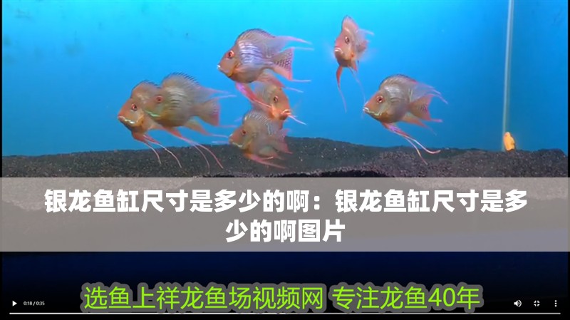 銀龍魚缸尺寸是多少的啊：銀龍魚缸尺寸是多少的啊圖片