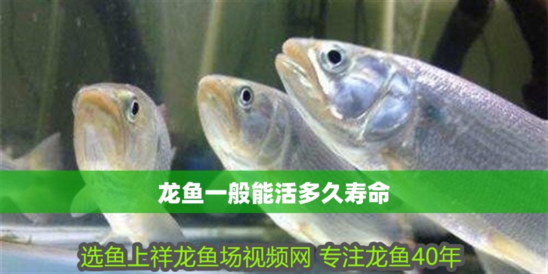 龍魚一般能活多久壽命