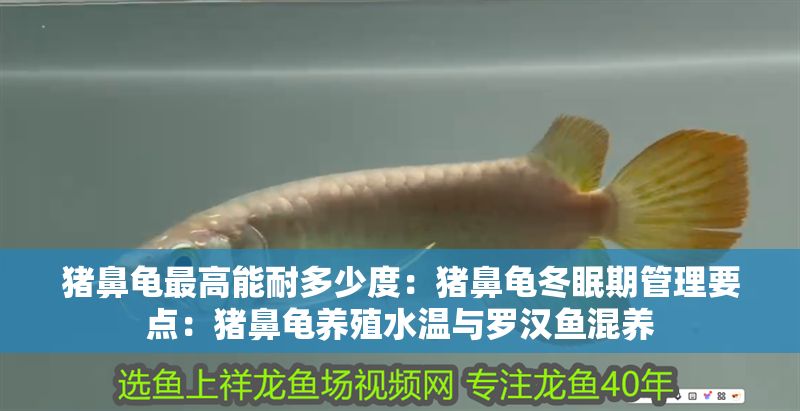 豬鼻龜最高能耐多少度：豬鼻龜冬眠期管理要點：豬鼻龜養殖水溫與羅漢魚混養