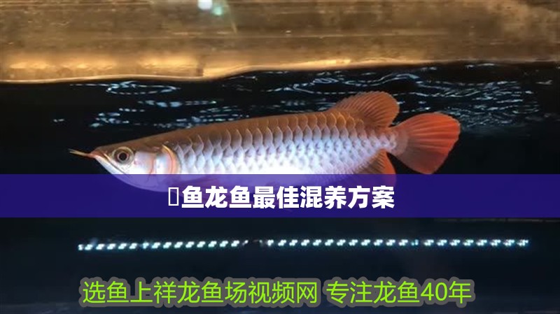 魟魚龍魚最佳混養方案