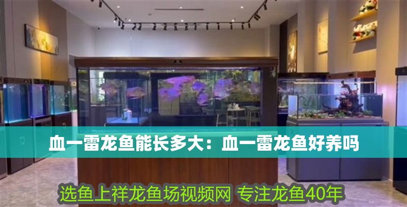 血一雷龍魚能長多大：血一雷龍魚好養嗎
