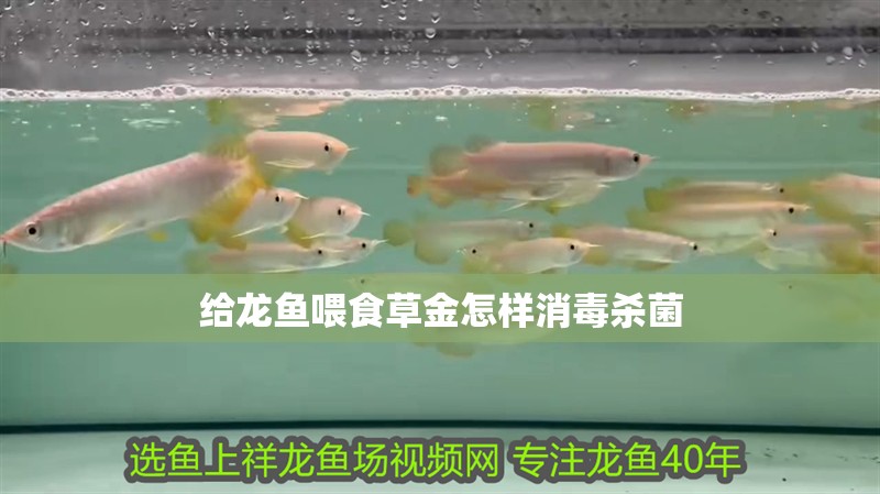 給龍魚喂食草金怎樣消毒殺菌