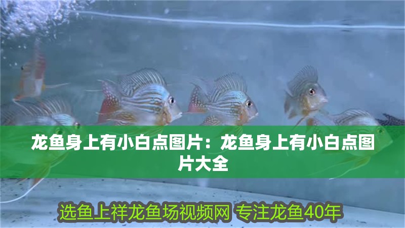 龍魚身上有小白點圖片：龍魚身上有小白點圖片大全