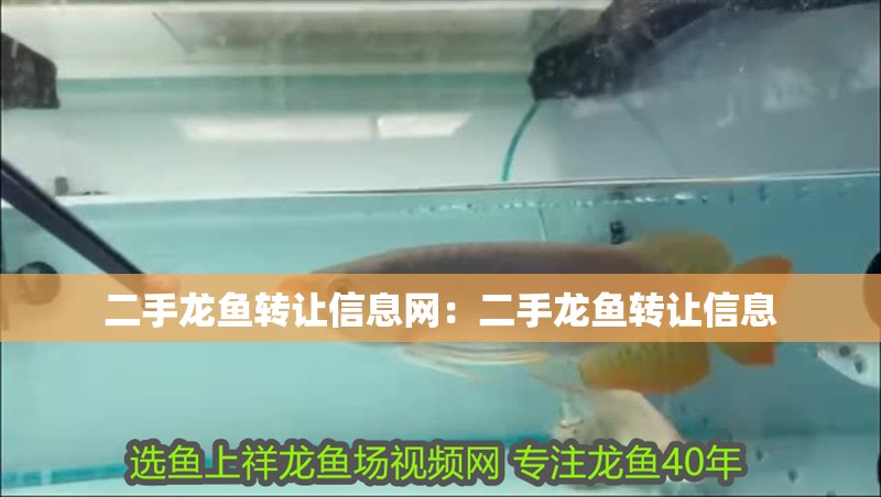 二手龍魚轉讓信息網：二手龍魚轉讓信息