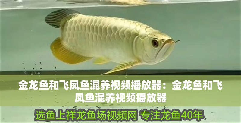 金龍魚和飛鳳魚混養視頻播放器：金龍魚和飛鳳魚混養視頻播放器 金龍魚和飛鳳魚混養視頻播放器：金龍魚和飛鳳魚混養視頻播放器 水族問答