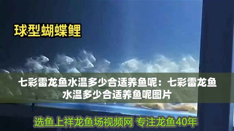 七彩雷龍魚水溫多少合適養魚呢：七彩雷龍魚水溫多少合適養魚呢圖片