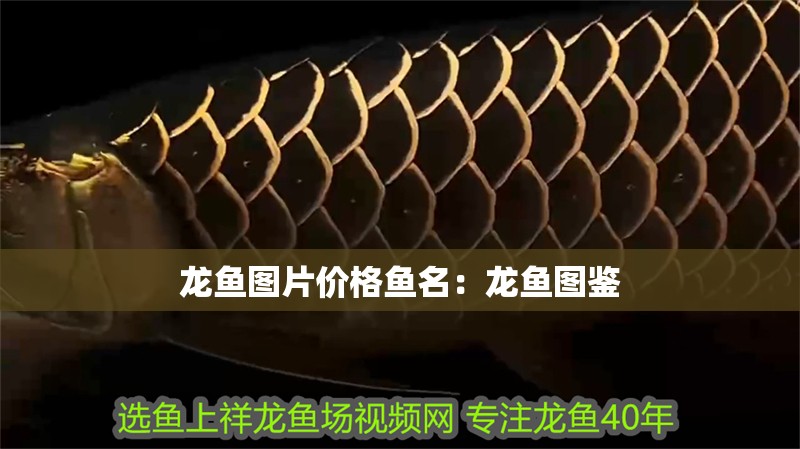 龍魚圖片價格魚名：龍魚圖鑒 龍魚圖片價格魚名：龍魚圖鑒 水族問答