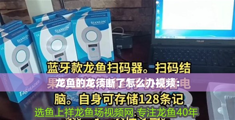 龍魚的龍須斷了怎么辦視頻：