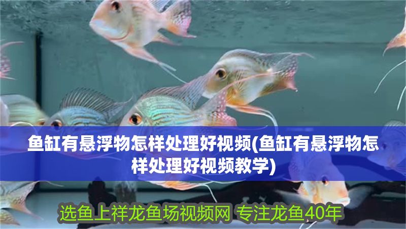 魚缸有懸浮物怎樣處理好視頻(魚缸有懸浮物怎樣處理好視頻教學(xué))
