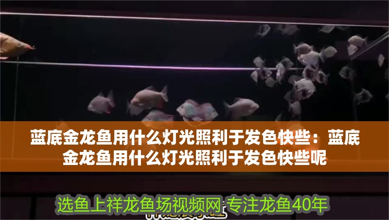 藍底金龍魚用什么燈光照利于發色快些:藍底金龍魚用什么燈光照利于發色快些呢 水族問答 藍底金龍魚用什么燈光照利于發色快些:藍底金龍魚用什么燈光照利于發色快些呢 藍底金龍魚用什么燈光照利于發色快些:藍底金龍魚用什么燈光照利于發色快些呢 水族問答