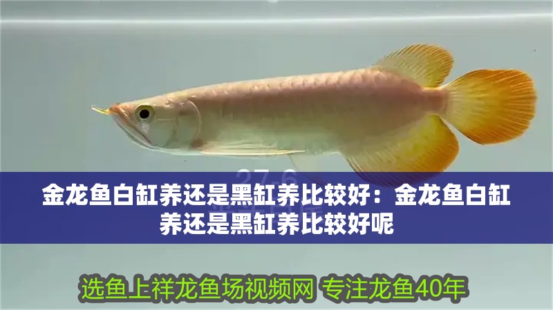 金龍魚白缸養還是黑缸養比較好：金龍魚白缸養還是黑缸養比較好呢