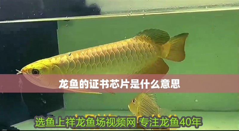 龍魚的證書芯片是什么意思