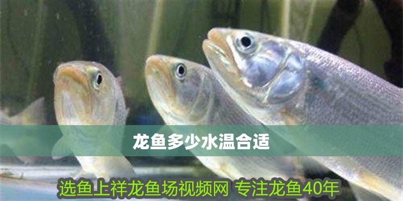 龍魚多少水溫合適