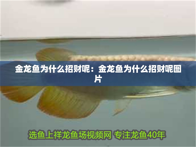 金龍魚為什么招財呢：金龍魚為什么招財呢圖片
