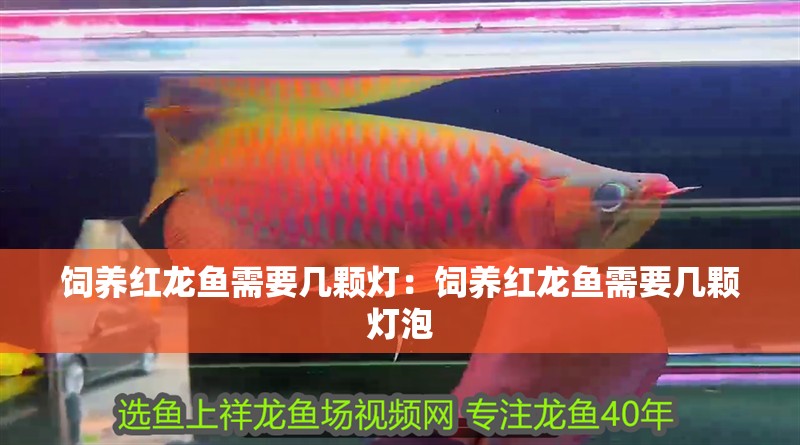 飼養紅龍魚需要幾顆燈：飼養紅龍魚需要幾顆燈泡