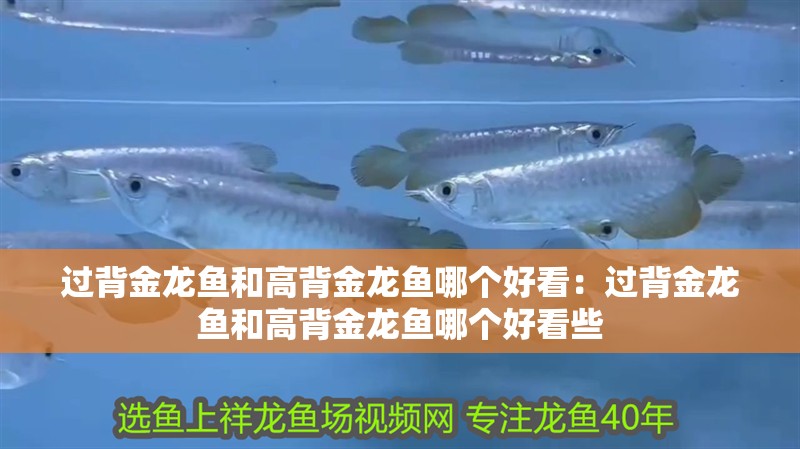 過背金龍魚和高背金龍魚哪個好看：過背金龍魚和高背金龍魚哪個好看些