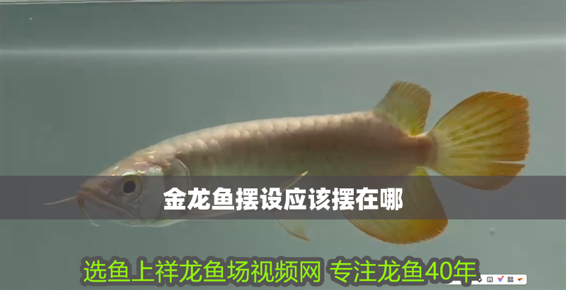 金龍魚擺設(shè)應(yīng)該擺在哪