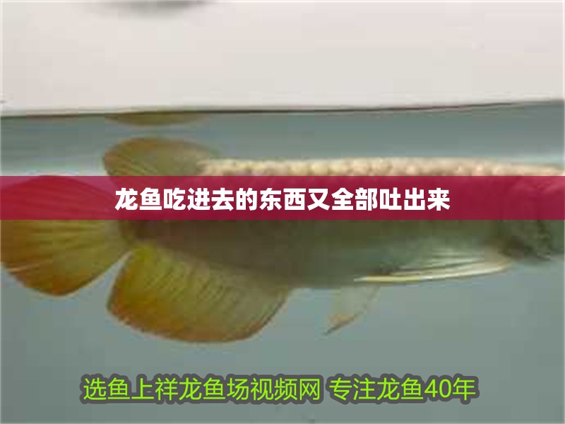 龍魚吃進去的東西又全部吐出來