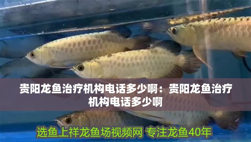 貴陽龍魚治療機構電話多少啊：貴陽龍魚治療機構電話多少啊