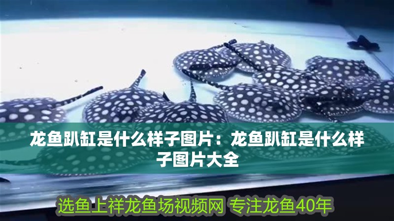 龍魚趴缸是什么樣子圖片：龍魚趴缸是什么樣子圖片大全