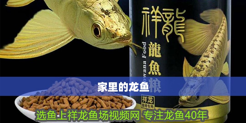 家里的龍魚