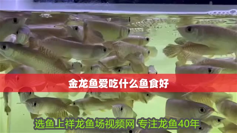 金龍魚愛吃什么魚食好