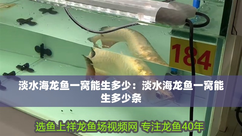 淡水海龍魚一窩能生多少：淡水海龍魚一窩能生多少條