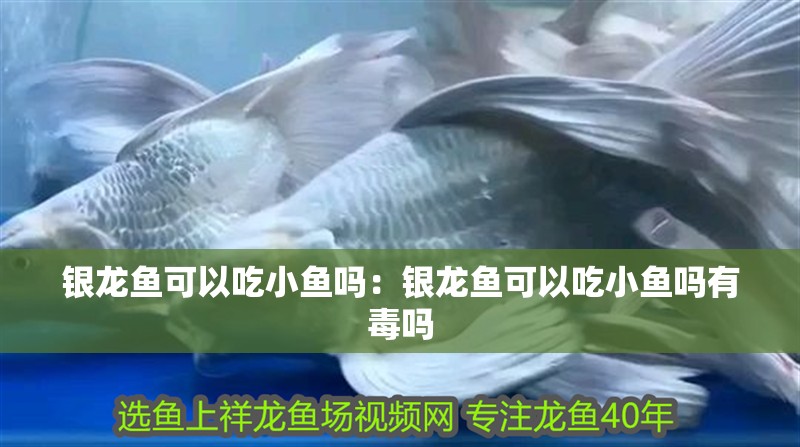 銀龍魚可以吃小魚嗎：銀龍魚可以吃小魚嗎有毒嗎
