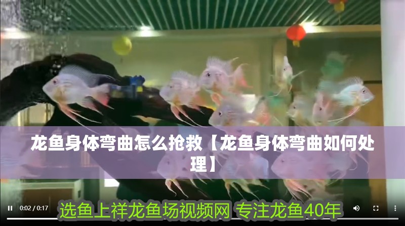 龍魚身體彎曲怎么搶救【龍魚身體彎曲如何處理】