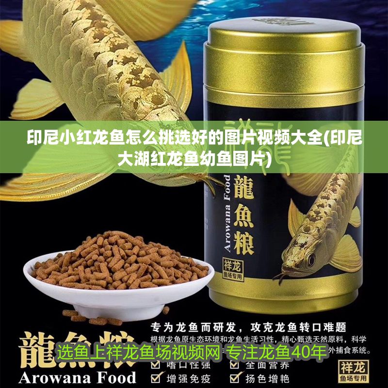 印尼小紅龍魚怎么挑選好的圖片視頻大全(印尼大湖紅龍魚幼魚圖片)